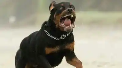 Un rottweiler suelto la atacó frente a la escuela: la nena de 11 años terminó en el quirófano