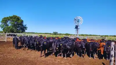 Vender 4 vacas y comprar una hectárea: el negocio que revive en el norte de Santa Fe