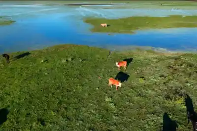 El agua avanza en Entre Ríos y ya movieron 147.500 animales: el detalle que preocupa a los productores