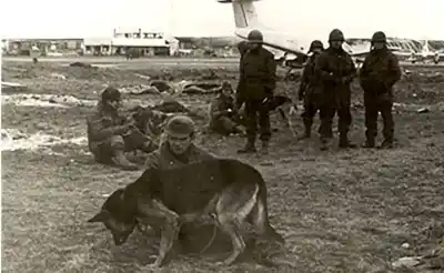 El veterano que comandó a los perros de Malvinas: la historia de Suavia, la perra que no abandonó a un soldado herido