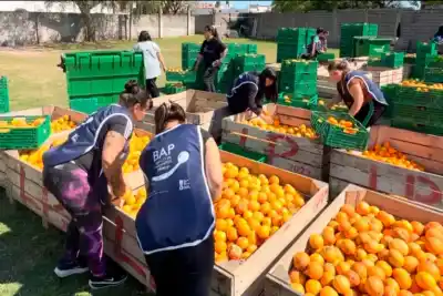 Ocho toneladas de fruta iban a perderse en la quinta y un productor tomó una decisión inesperada
