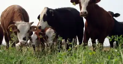 Mendoza cría más terneros con las mismas vacas: la clave está en cuándo se desteta