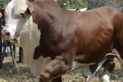 Un toro de genética ya cuesta casi $10 millones: el dato que explica la suba