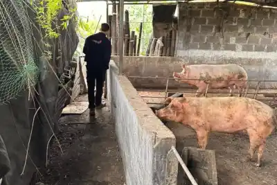 Río Tercero: tras los casos de triquinosis, revisaron criaderos de cerdos y 50 animales corrieron otra suerte