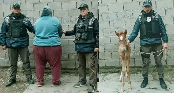 Allanamientos en Tucumán por la yegua robada: lo que apareció en una de las casas complicó a todos