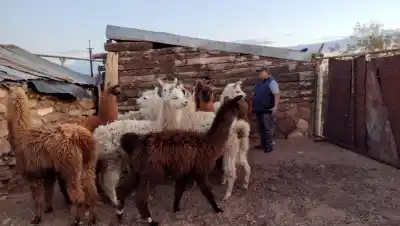 Un alimento que crece en el Norte y que nada tiene que ver con la polémica reciente