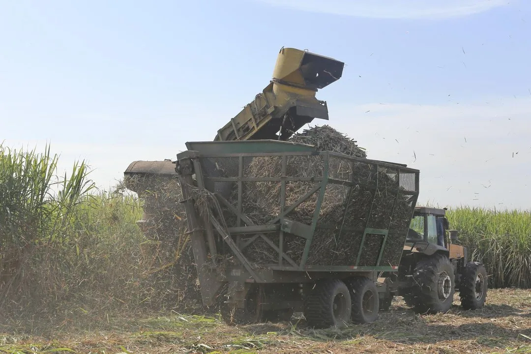 La zafra tucumana no termina: los ingenios estiran la molienda hasta diciembre y el clima tiene la última palabra