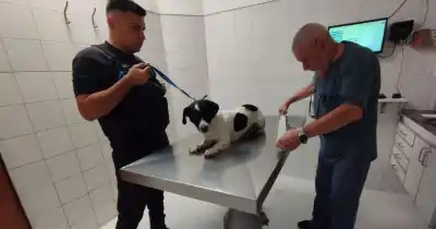 Vecinos denunciaron maltrato animal y la policía terminó deteniendo a dos personas
