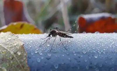 En Yerba Buena confirmaron tres casos de chikungunya y ya activaron el protocolo
