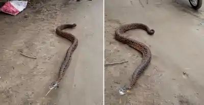 Aparece una serpiente de gran tamaño en Villa Chicligasta y genera preocupación entre los vecinos