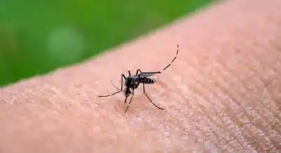 Alarma en Tucumán: ya son 346 los casos confirmados de chikungunya y la mitad sigue activo