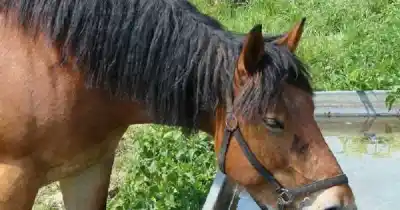 Faena clandestina en Guaymallén: cinco detenidos y animales secuestrados