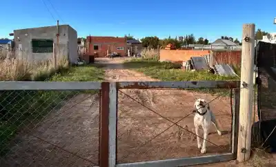 Atacada por dos dogos en Villa Bordeu: el drama de una mujer que no podía zafar