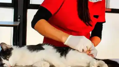 Atención veterinaria gratuita en La Banda: conocé los horarios y el lugar
