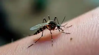 Alerta en Tucumán: 115 nuevos casos de chikungunya y un detalle que preocupa a la directora de Epidemiología