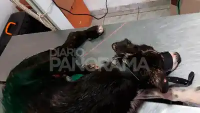 Salió al patio alertada por un ruido y lo que vio la dejó sin palabras: el pitbull del vecino no soltaba a su perro