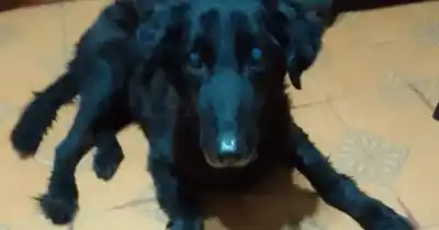 El perro de 15 años que llegó al borde de la muerte y volvió a caminar: la historia que emociona en el nuevo hospital animal