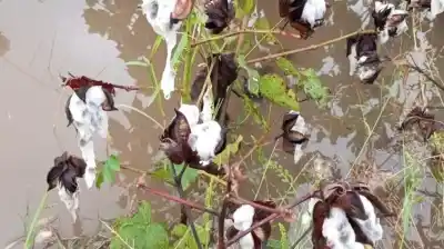 El drama del agua en el norte: lo que dejó la furia de los ríos en el campo chaqueño