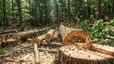 Cortaba un árbol y lo que encontró adentro desató una tragedia en Neuquén