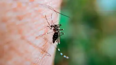 Preocupación en el NOA: los casos de chikungunya siguen en alza y ya son 63 los notificados