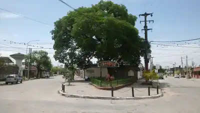 Cónoce los árboles de Monteros