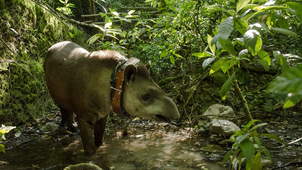 Tapir en Horco Molle