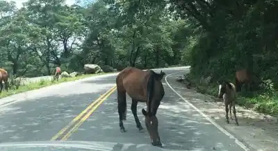 Los “Animales Sueltos” invadieron la Ruta 307 este domingo
