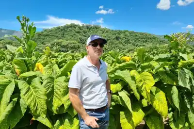 El drama oculto del tabaco: no es el dólar, esto es lo que realmente está destruyendo a los productores