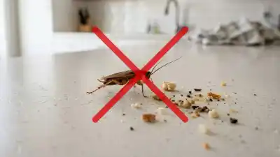El truco del pepino que promete espantar cucarachas de tu cocina para siempre