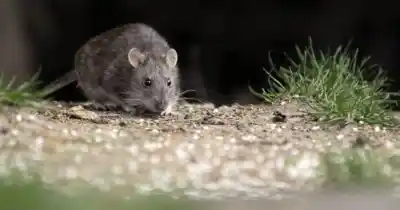 Alerta en Rosario: la médica que reveló la verdad sobre el hantavirus y su peligrosa ventana silenciosa