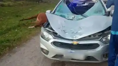Chocó contra un caballo suelto en la Ruta Alternativa y el impacto le dejó el rostro lastimado