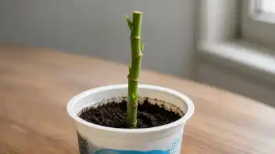 La planta que purifica el aire y puede crecer hasta en un pote de yogur
