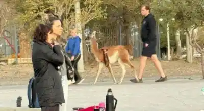 Lo paseó con arnés por la calle: la Justicia ya investiga qué pasará con el animal