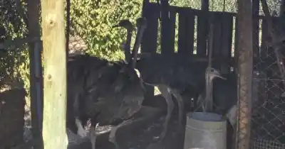 Un dron sobrevoló una finca en Maipú y reveló algo que nadie esperaba