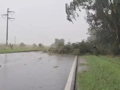Una feroz tormenta azotó Necochea: árboles caídos, rayos y calles anegadas