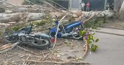 El Zonda arrasó en Las Heras: un árbol cayó sobre dos motos y dejó una víctima fatal