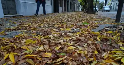 La furia del viento en Rosario dejó las veredas cubiertas por un manto dorado que sorprende a todos