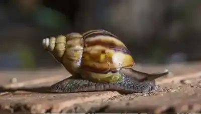 Encontraron más de 1.000 ejemplares de una especie invasora en plena capital y lo que revelaron los análisis preocupa a las autoridades