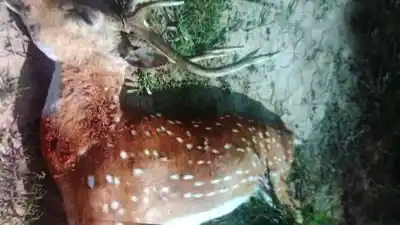 Apareció un ciervo exótico en el campo y lo que pasó después desató la polémica