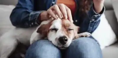 La ciencia reveló qué pasa en tu cerebro cuando acariciás a tu perro