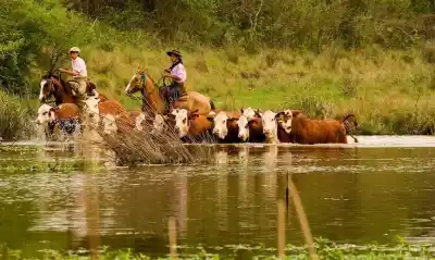 Desaparecieron 700 novillos de un campo en el Delta: el encargado es intensamente buscado
