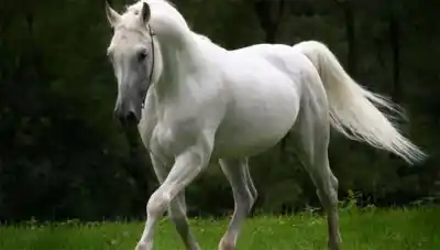 Un ayudante de caballo recibió una violenta patada y cayó al suelo: el momento que paralizó el hipódromo