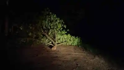 Rama de árbol cae y bloquea una calle durante el apagón en Monteros