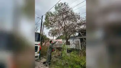 Más de 100 intervenciones para frenar una plaga que está dejando sin hojas a los árboles de la ciudad