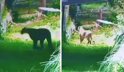 Apareció un puma en un barrio privado y lo que hicieron para ahuyentarlo sorprendió a todos