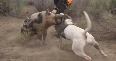Trabajaba en una finca de Jocolí cuando un jabalí de 200 kilos lo atacó y su perro lo salvó