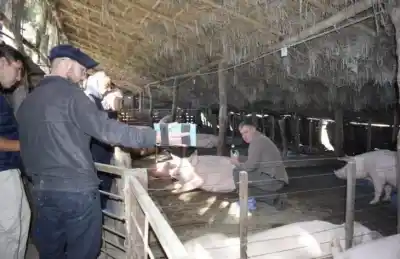 Lo que descubrieron en una finca tucumana durante una capacitación porcina