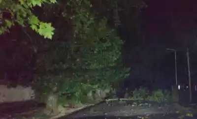 Árbol cae en Villa Alcira durante la tormenta y causa accidente a motociclista