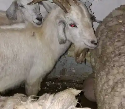 Rescataron más de 40 animales de un templo umbanda en Quilmes Oeste: hallaron cadáveres y ejemplares agonizantes