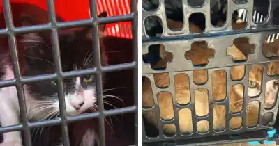 Capturaron a 17 gatos y 2 perros en el barrio Toba: lo que hicieron después con ellos